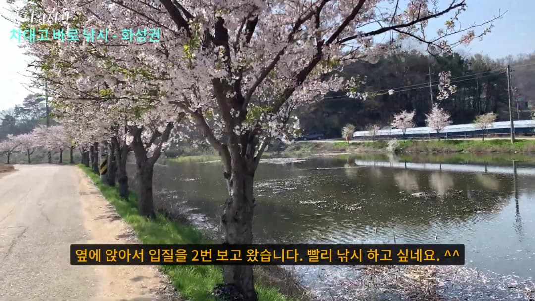 벚꽃이 만개한 화성권 노지 낚시터 주변의 한적한 도로와 수변 풍경